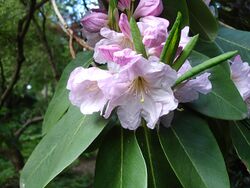 Rhododendron fortunei1UME.jpg