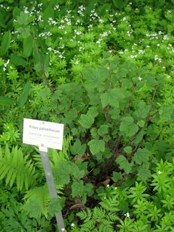 Ribes pallidiflorum - Berlin Botanical Garden - IMG 8662.JPG
