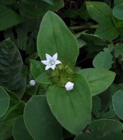 Richardia scabra - Mexican clover 01.JPG