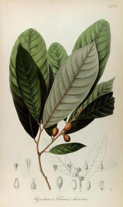 Rumphia, sive, Commentationes botanicæ¦ imprimis de plantis Indiæ¦ Orientalis (8329513261).jpg