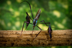 Sabethes Cyaneus Mosquito.png