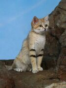 Tawny sand cat on a rock