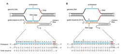 Schematic of CRISPR-Cas9 off-target sites with DNA bulge and RNA bulge.jpg