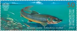 Schizothorax pseudoaksaiensis issykkuli 2021 stamp of Kyrgyzstan.jpg