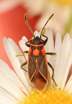 Seed Bug - Ochrimnus lineoloides, near Leesville, Louisiana.jpg