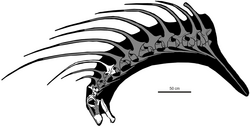 Skeleton of long neck of dinosaur showing long spines sticking out of neck