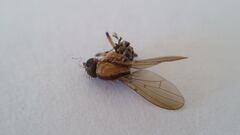Small2 Sapromyza neozelandica.jpg