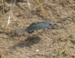 Sonoyta pupfish.jpg