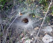 Funnel web of an agelenid from Spain