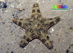 Spiny sea star ("Gymnanthenea laevis")