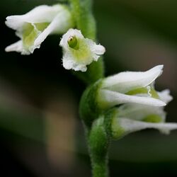 Spiranthes torta - cropped.jpg