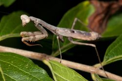 Stagmomantis carolina Kaldari 05 cropped.jpg