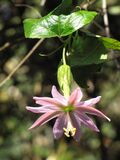 Starr-110727-7914-Passiflora tarminiana-flower-Polipoli-Maui (24983686472).jpg