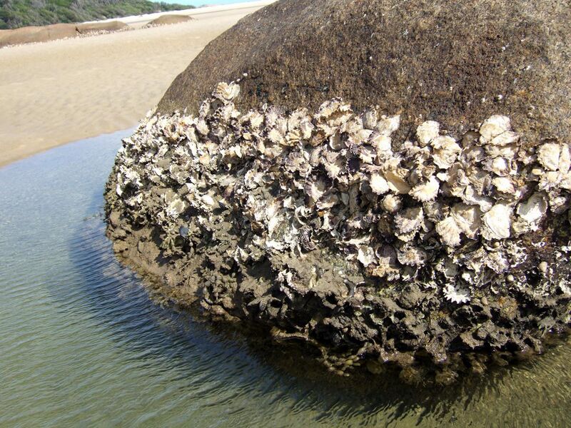 File:Sydney rock oysters.jpg