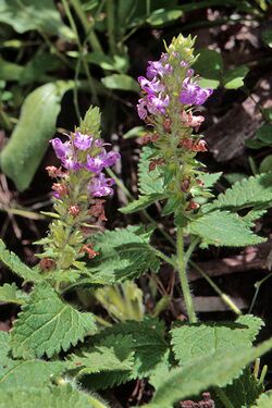 Teucrium argutum.jpg