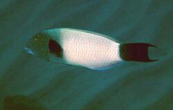 Thalassoma ballieui by NPS.jpg