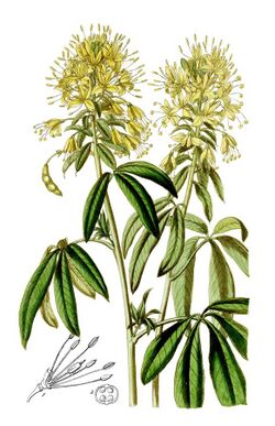 The Botanical Magazine, Plate 67 (Volume 27, 1841)-cropped.jpg