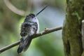 Tooth-billed Hummingbird.jpg