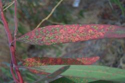 Unidentified Eucalyptus disease (002).jpg