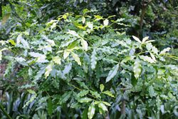 Vepris lanceolata - White Ironwood Tree - South Africa 22.jpg