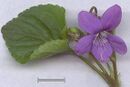 Viola canina flower and leaves