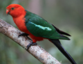 Wildlife-kingparrot-male-5.png
