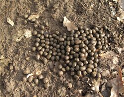 Photograph of fecal pellets
