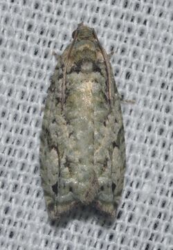 - 3235 – Proteoteras moffatiana – Maple Bud Borer Moth (18498047373).jpg