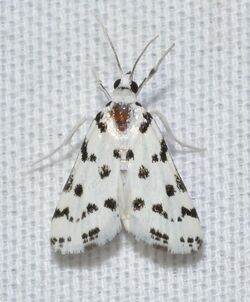 - 4794 – Eustixia pupula – Spotted Peppergrass Moth (48043870467).jpg
