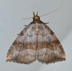 - 8407 – Oxycilla malaca – Bent-lined Tan Moth (20473506528).jpg