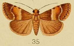 035-Orthaga fuscofascialis Kenrick, 1907.JPG