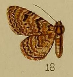 18-Chloroclystis polygraphata Hampson, 1912.JPG