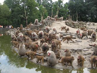 A large troop of Hamadrayas baboons. The females are brown and shorthaired, whereas the males are white and longhaired.