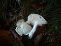 2012-11-17 Hydnum albidum Peck 325611.jpg