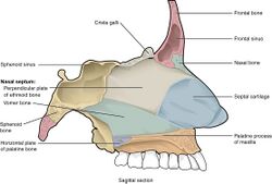 714 Bone of Nasal Cavity.jpg