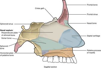 714 Bone of Nasal Cavity.jpg