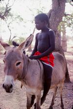ASC Leiden - W.E.A. van Beek Collection - Dogon daily life 04 - Dogon boy on a donkey, Tireli, Mali 1980.jpg