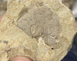 A Strophomenid brachiopod from Wisconsin.jpg