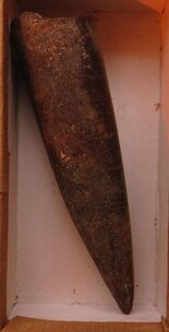 Large, blade-shaped fossil