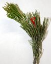 Adenanthos sericeus sprig with flower.jpg