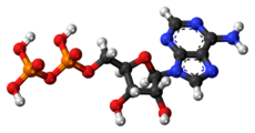 Ball-and-stick model of ADP (shown here as a 3- ion)
