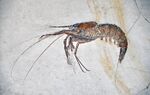Aeger tipularius (fossil shrimp) Solnhofen Limestone.jpg