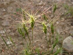 Aegilops biuncialis 120483402.jpg