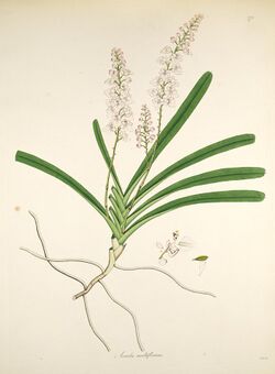 Aerides multiflorum - Plants of the coast of Coromandel (Plate 271).jpg
