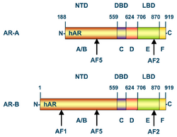 Androgen receptor sequence.png