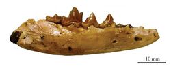 Angelarctocyon australis dentary.jpg