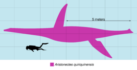 Diagram of a rose plesiosaur next to a diver