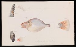Arthur Bartholomew - Silver Dory, Cyttus australis - Google Art Project.jpg