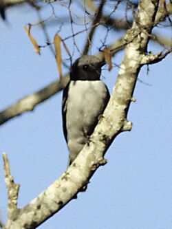Ashy Cuckoo-shrike (Coracina cinerea) in tree.jpg