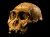 Australopithecus sediba.JPG